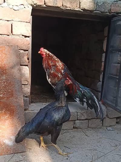 Aseel Quality Pair For Sale