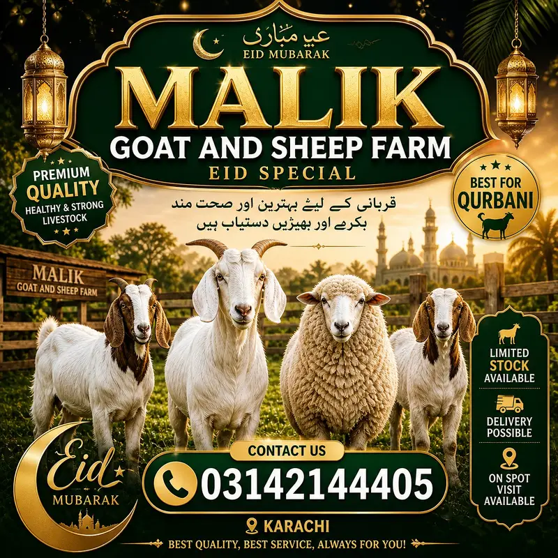 sheep for sale | dumba | qurbani sheep | dumba | bakra | healthy activ