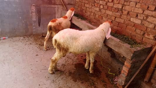 chtra for sale