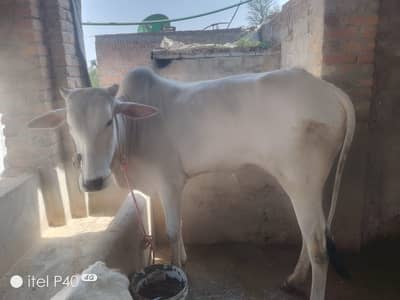 2 dant wacha khoobsurat full height 4 maan bull