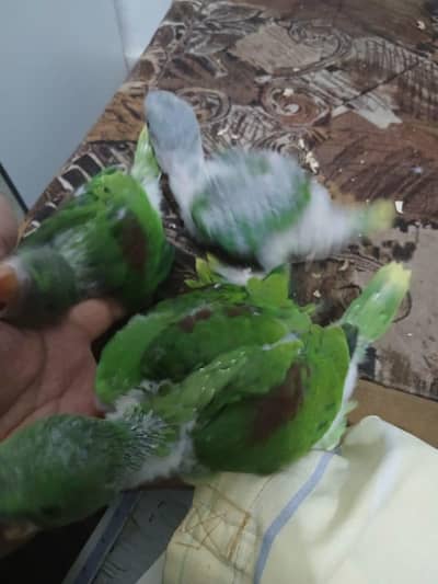 Raw  chicks available for sale