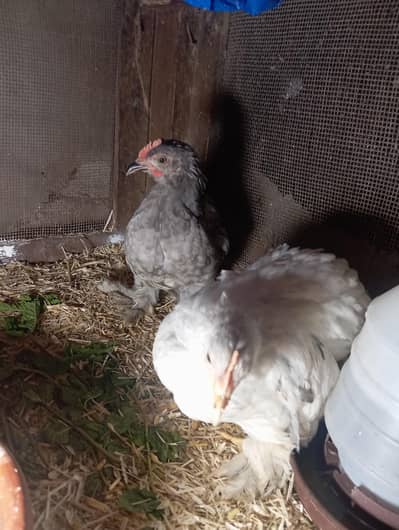 bantam trio 0 size male available for sale