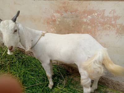 2 dant khassi