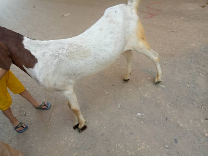 2 dant khassi 6