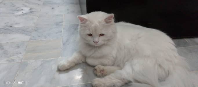 Persian cat