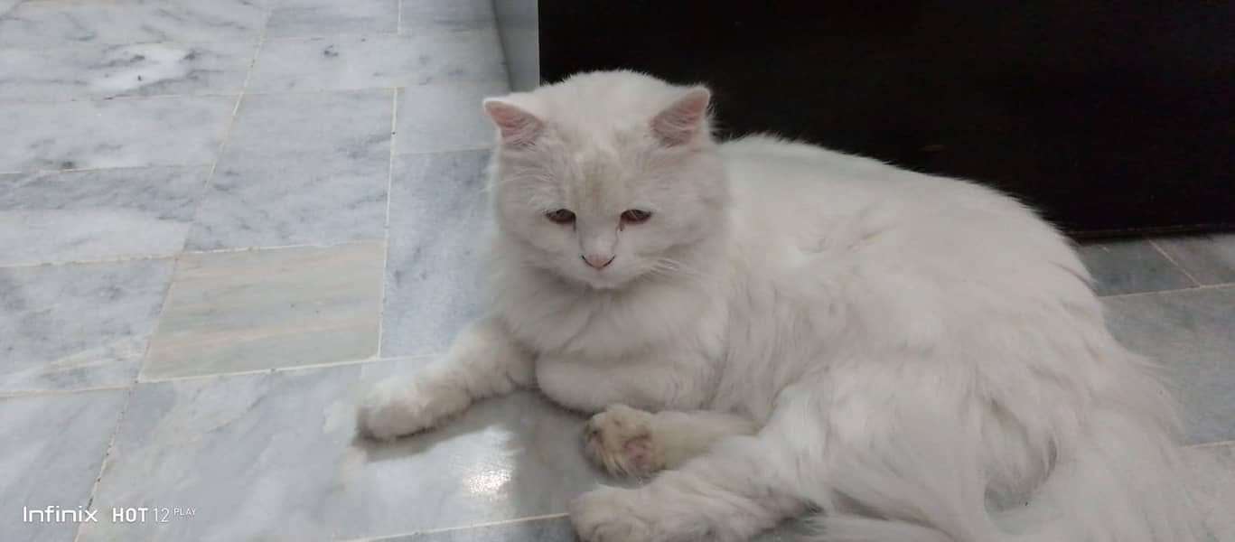 Persian cat 0