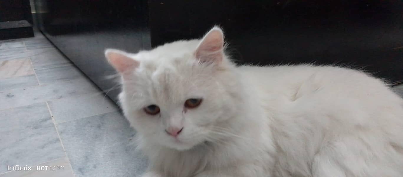 Persian cat 1