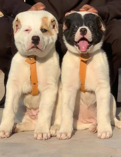 Afghan Kochi Puppies  – Guard Dog Breed | big puppy