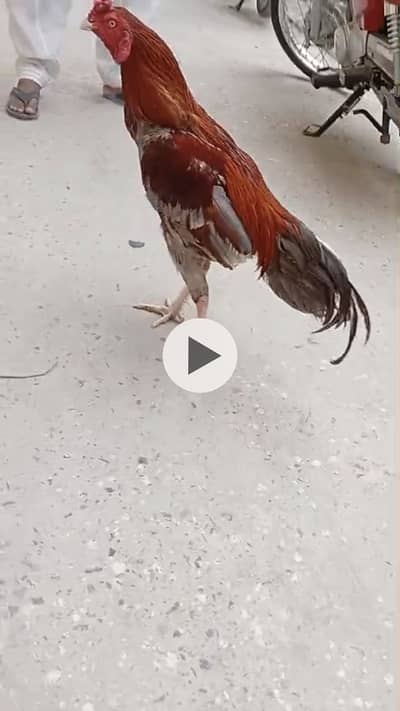 Aseel heera male for sale