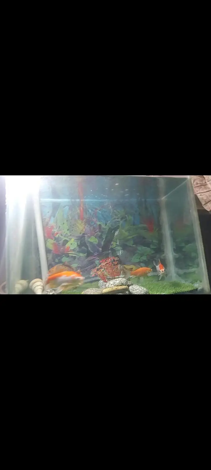 healthy and active fish full breder pair with aquarium