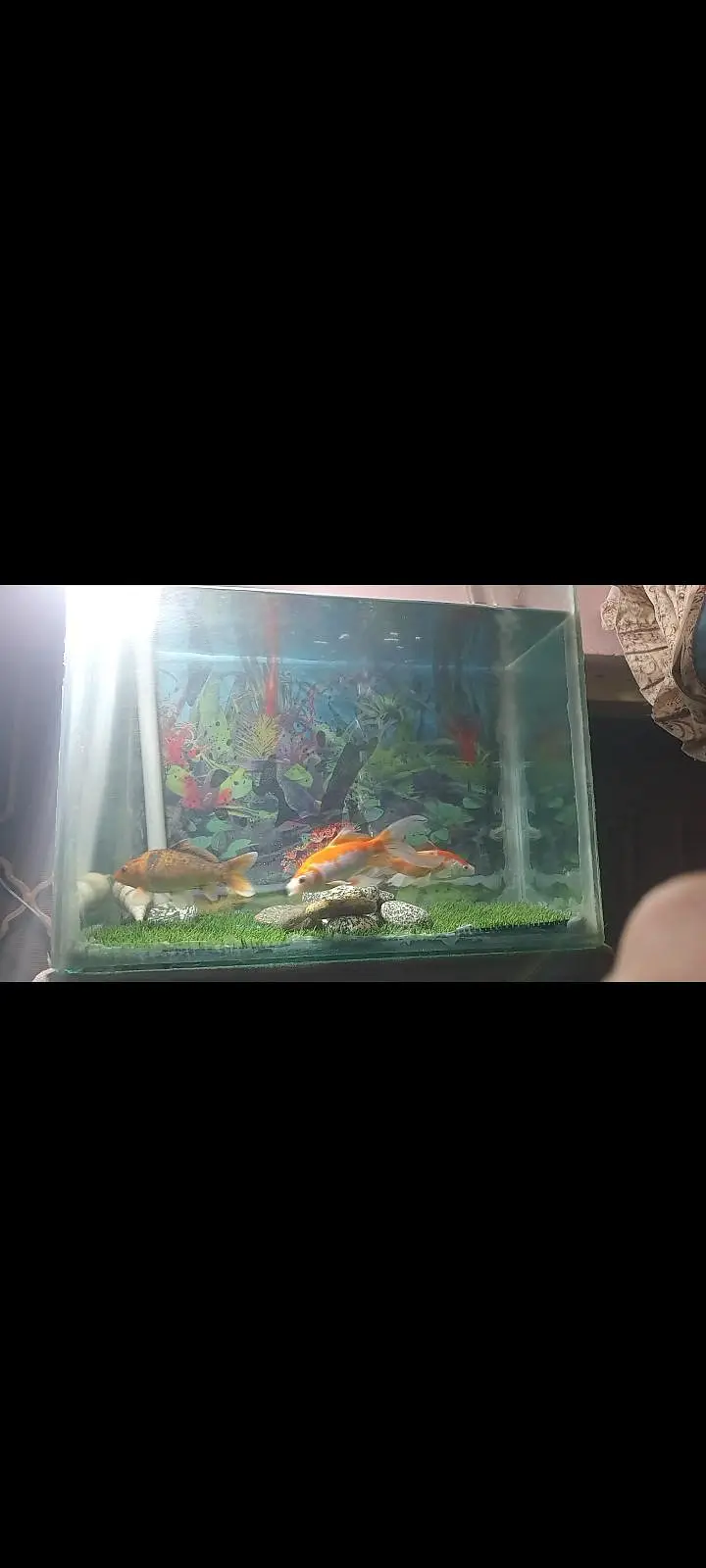 healthy and active fish full breder pair with aquarium — photo 2