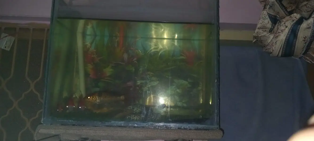 healthy and active fish full breder pair with aquarium — photo 3