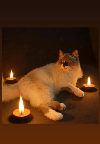 triple coat female cat with sky blue eyes!!!