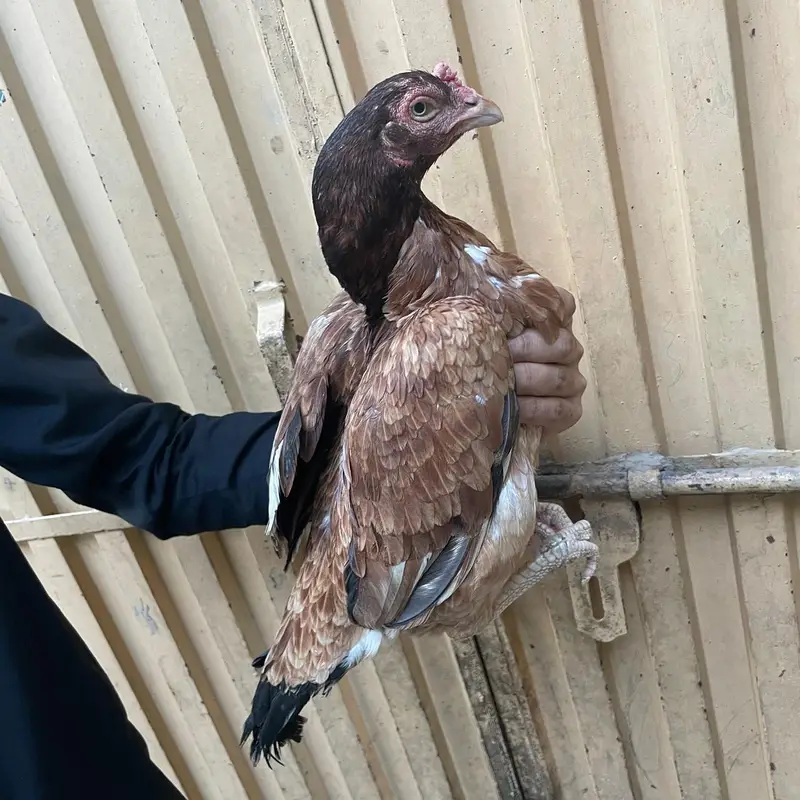 aseel murgi — photo 2