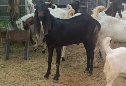 QURBANI KASSI BAKRA