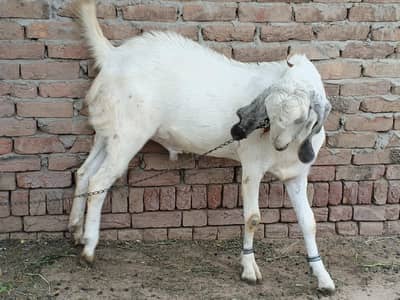 Bakra