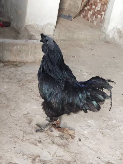 Ayam cemani