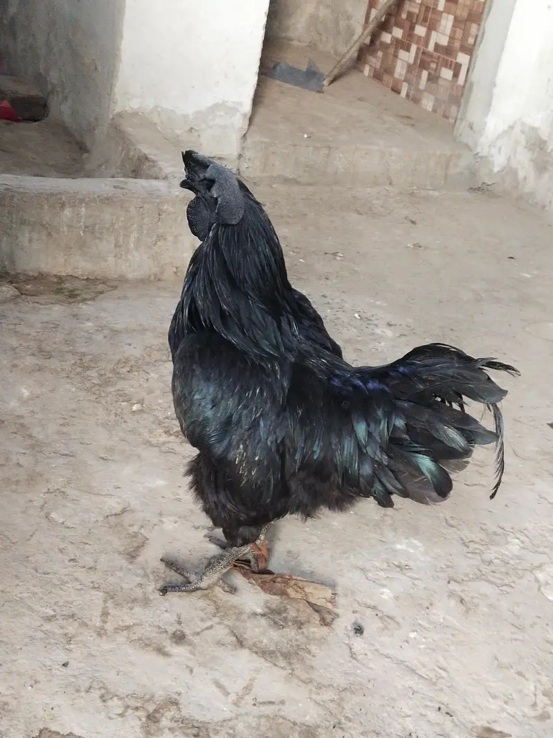 Ayam cemani