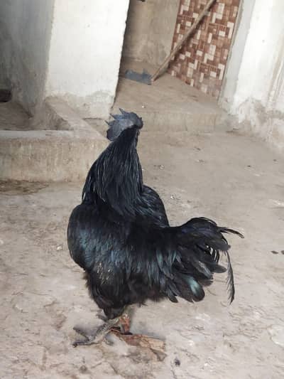 Ayam cemani