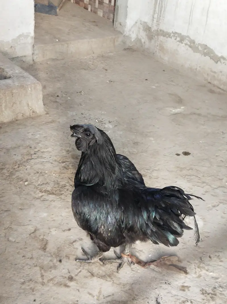Ayam cemani — photo 9