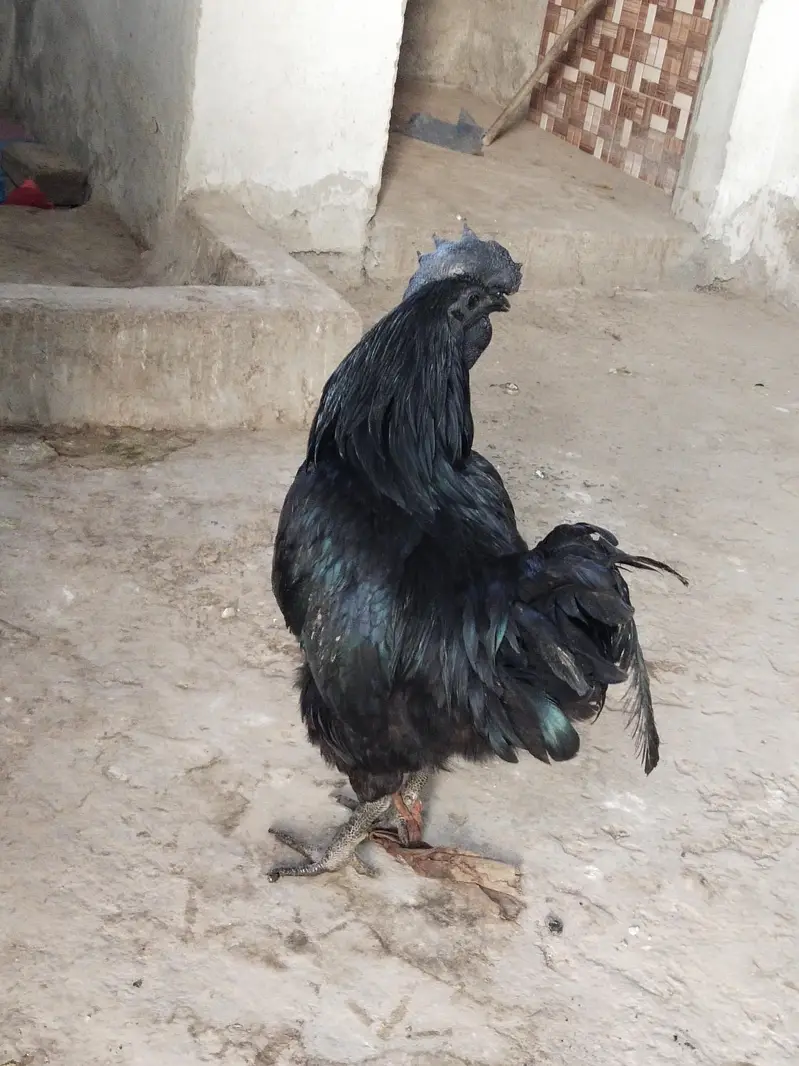 Ayam cemani — photo 11
