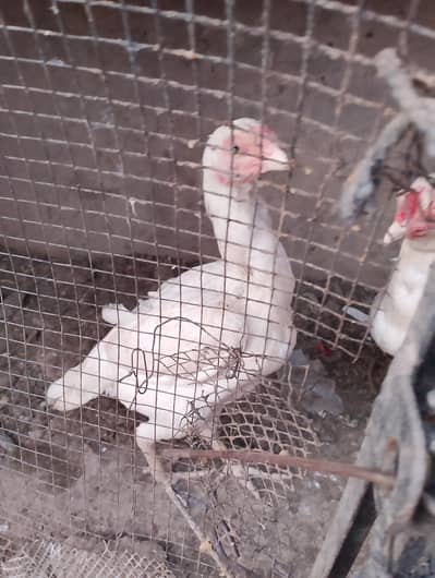 pure white Heera aseel murgi
