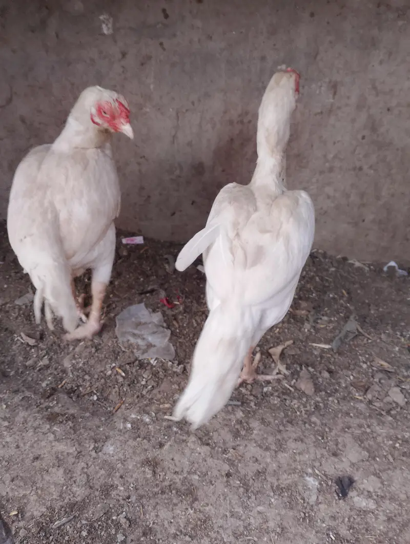 pure white Heera aseel murgi — photo 2