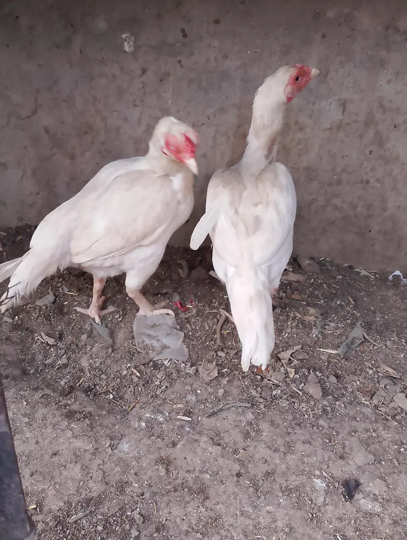 pure white Heera aseel murgi — photo 3