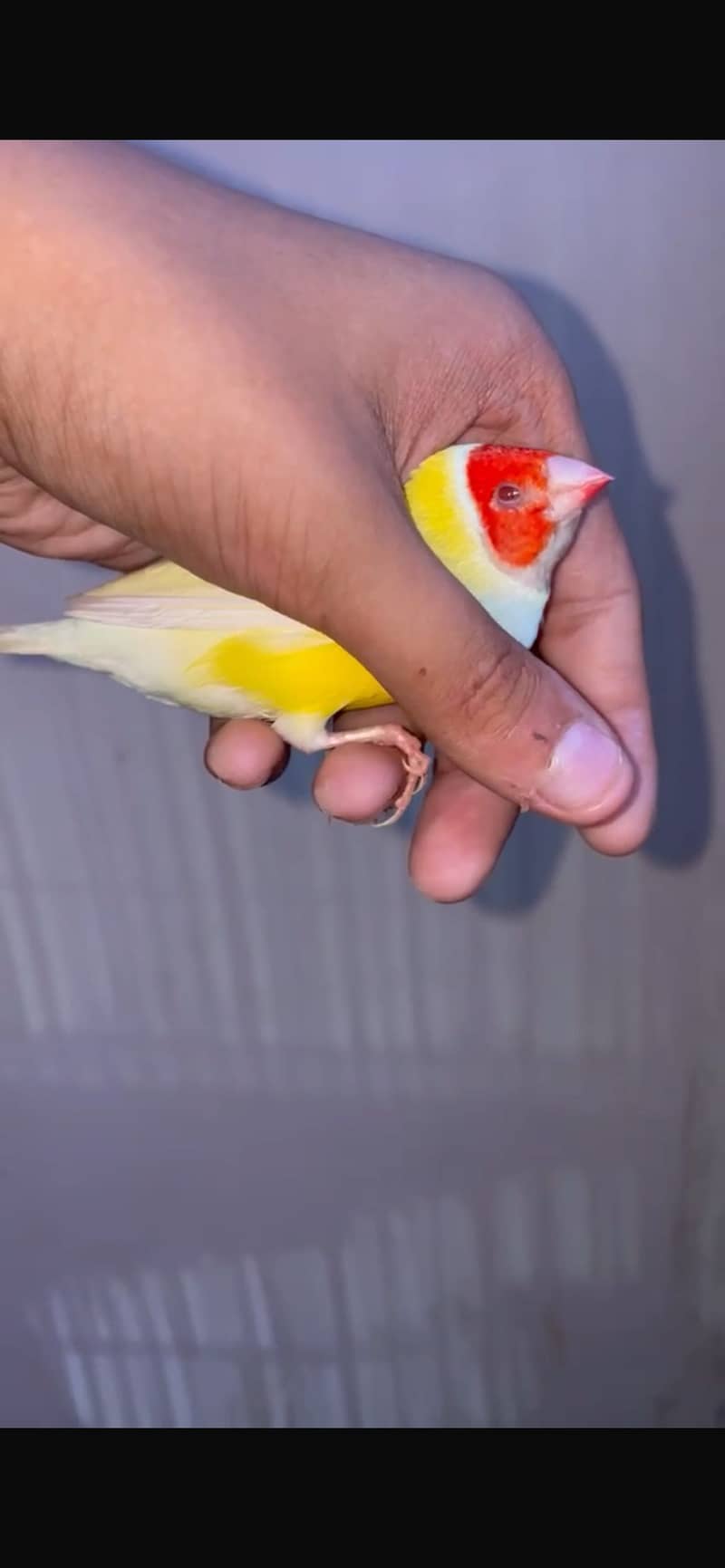 Exibition 0