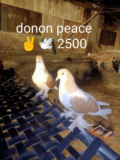 03064301828