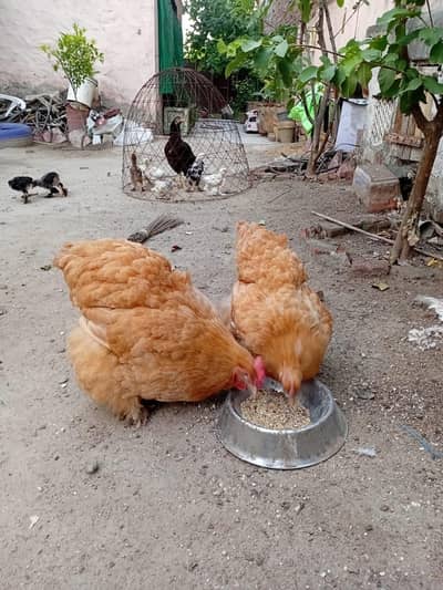 Golden Buff hen