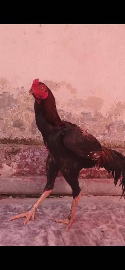 Aseel Thai/ Burmey cross / Dragon/turkey cross/ Long hight blood