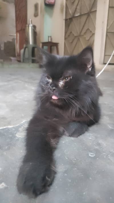 persion cats pair for sale