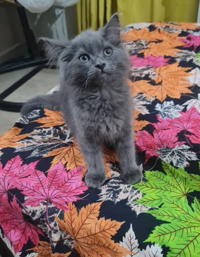 Persian cat