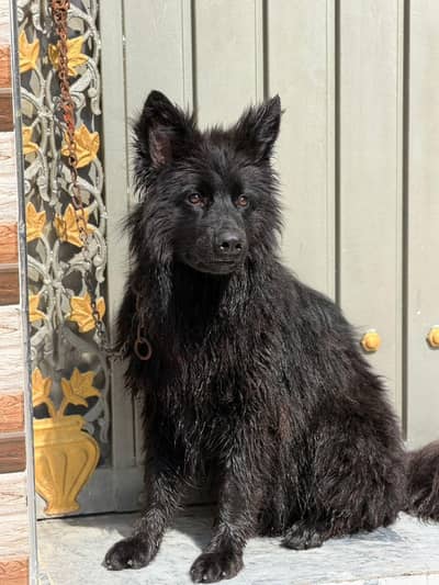 German Shepherd Male | Long Coat German Shepherd Male | Dog For Sale