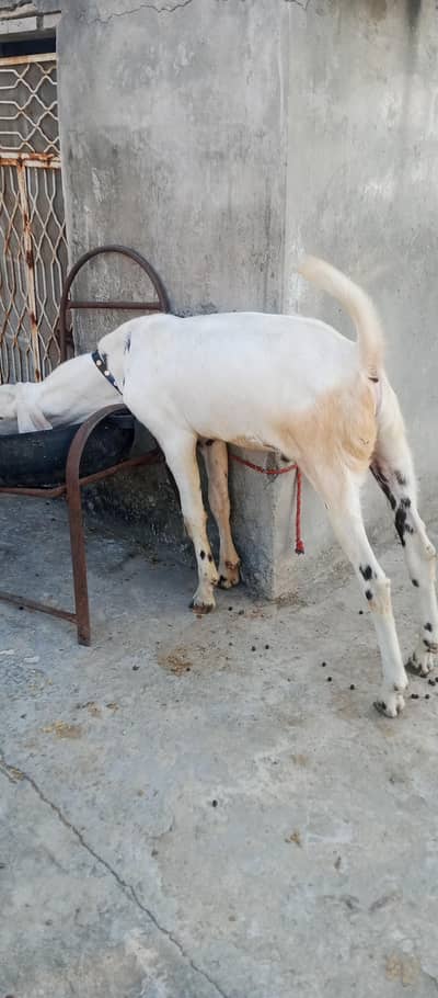1 Rajan puri and 1 Bawalpuri Bakra