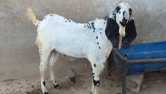 Male Goat Pair for sale