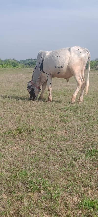 Qurbani Warra for sale