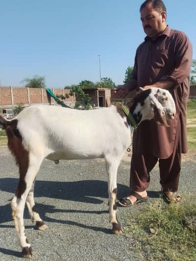 2 Qurbani wale bakray urgent Sale