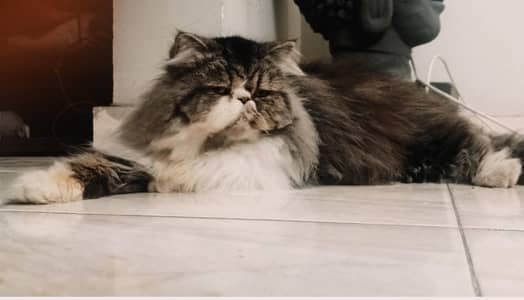 peki male  available for (mating) (stud) only