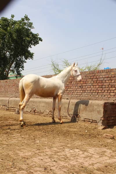 branded nukra vachera for sale