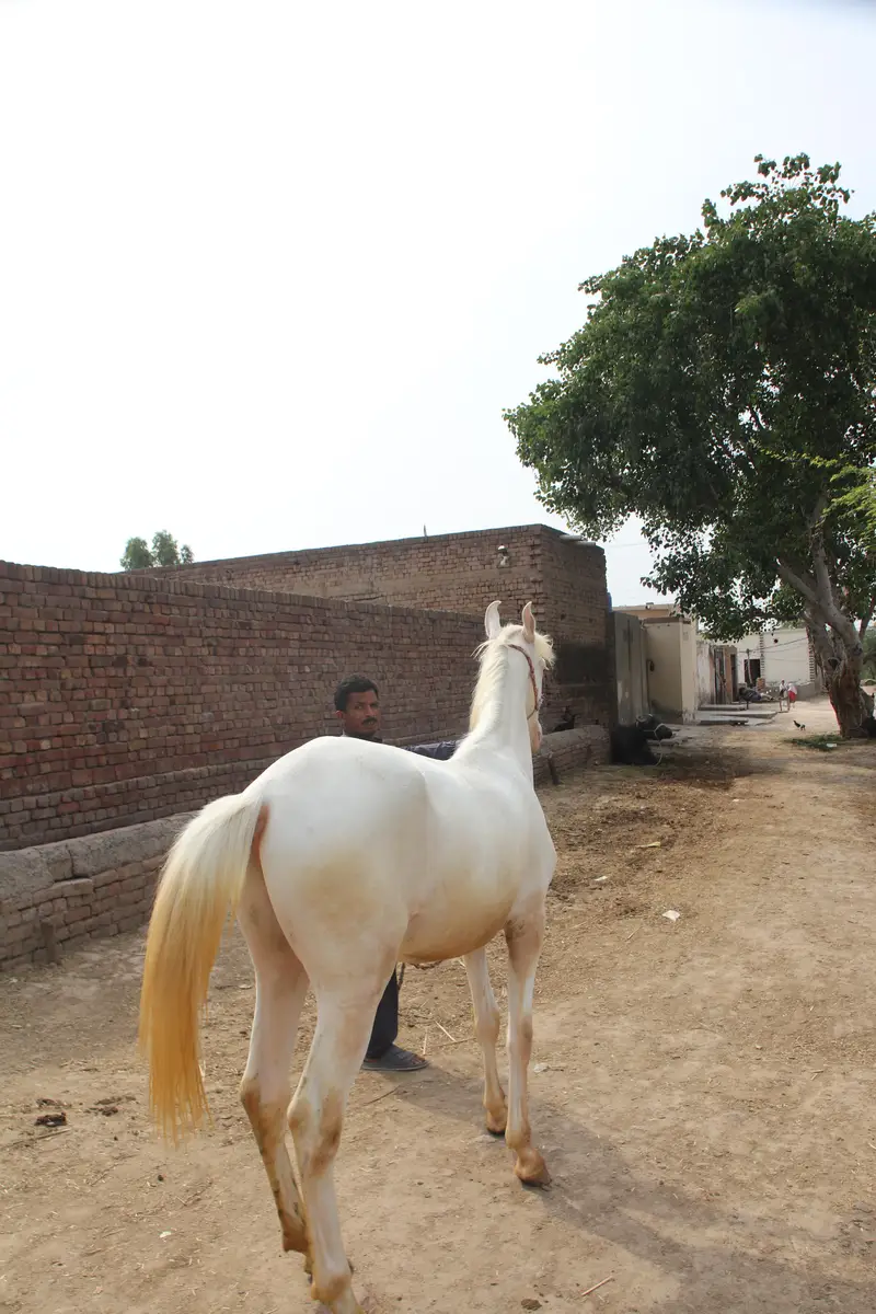 branded nukra vachera for sale — photo 4