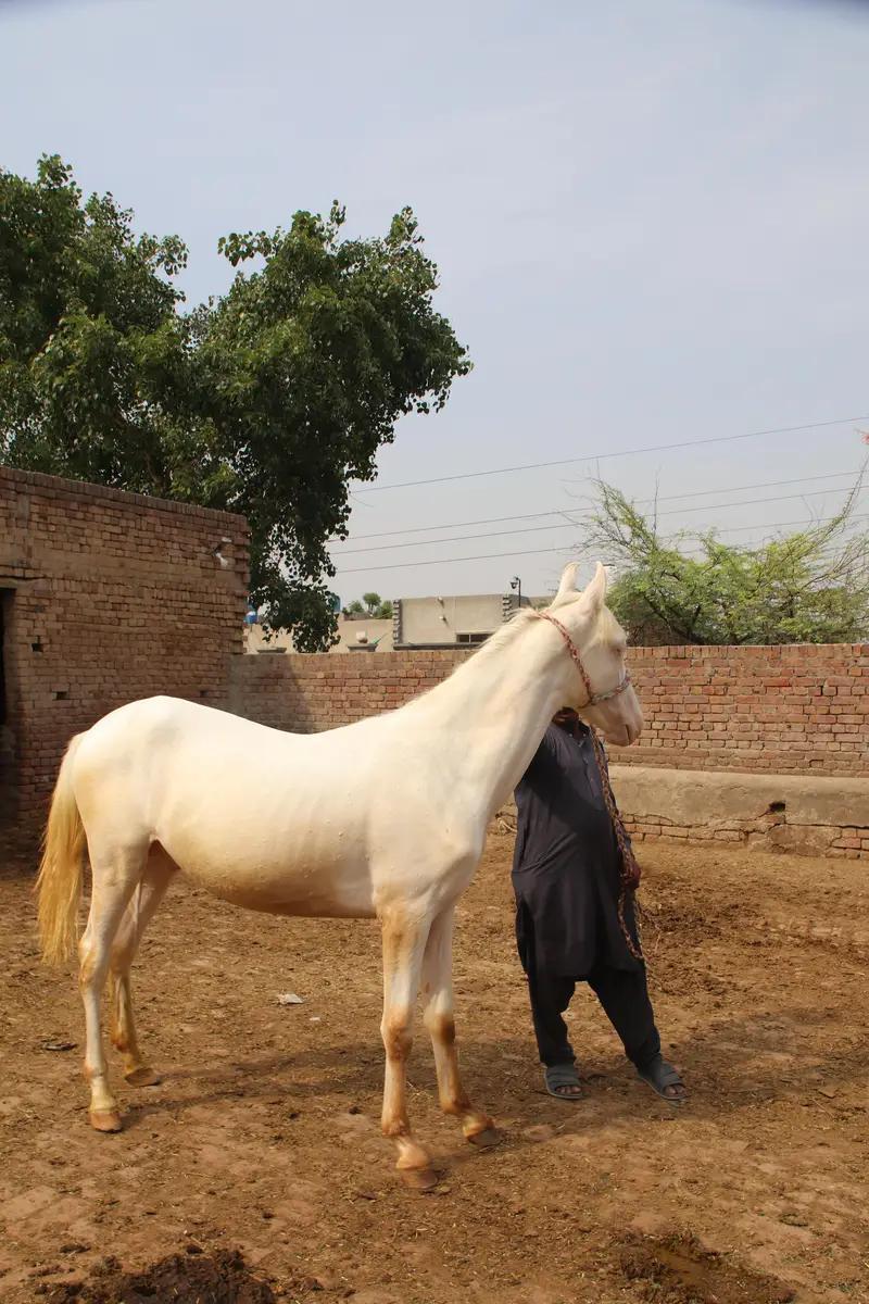 branded nukra vachera for sale — photo 6