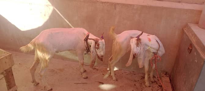 2 Dant Bakray Jori
