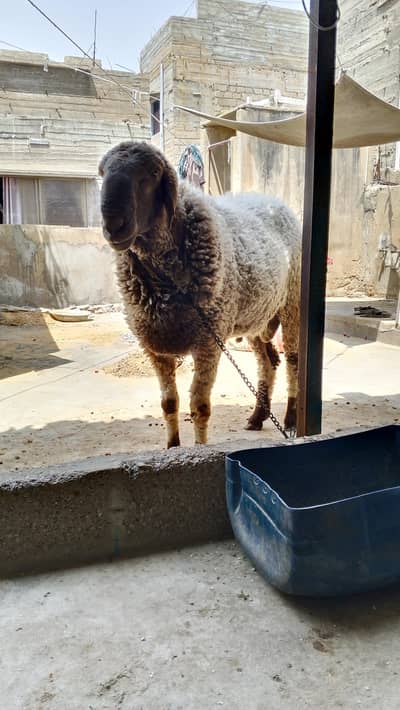 Sheep 2 dant