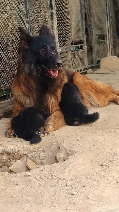 GSD Quality puppies with breeder Female