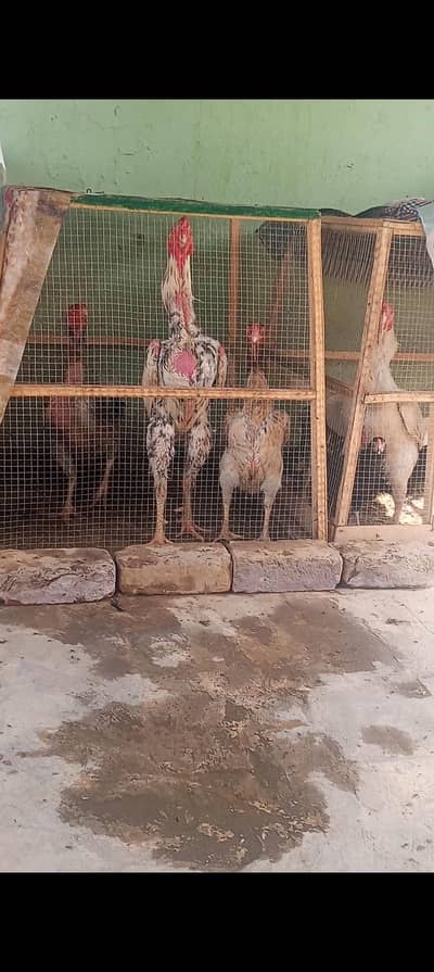 Shamo Aseel Murga Shamo Murga Patha | Lasani Aseel Murga 03098573144