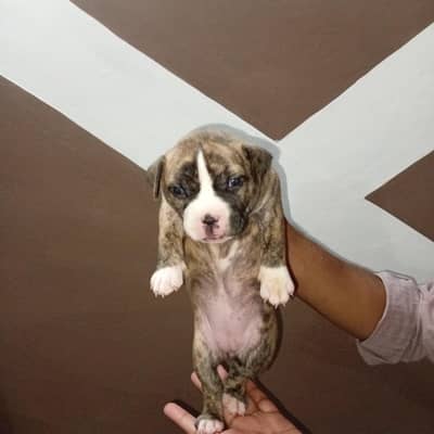American pitbull