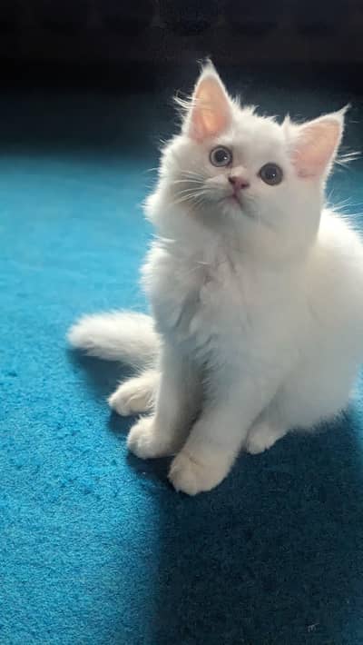 Persian Kitten for Sale