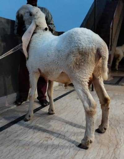 kajly and mundray chatray for sale